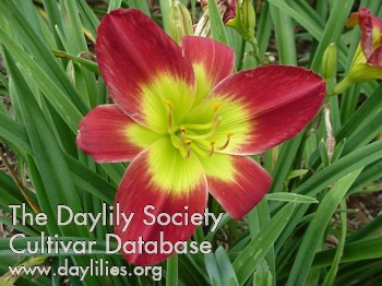 Daylily Christmas Is